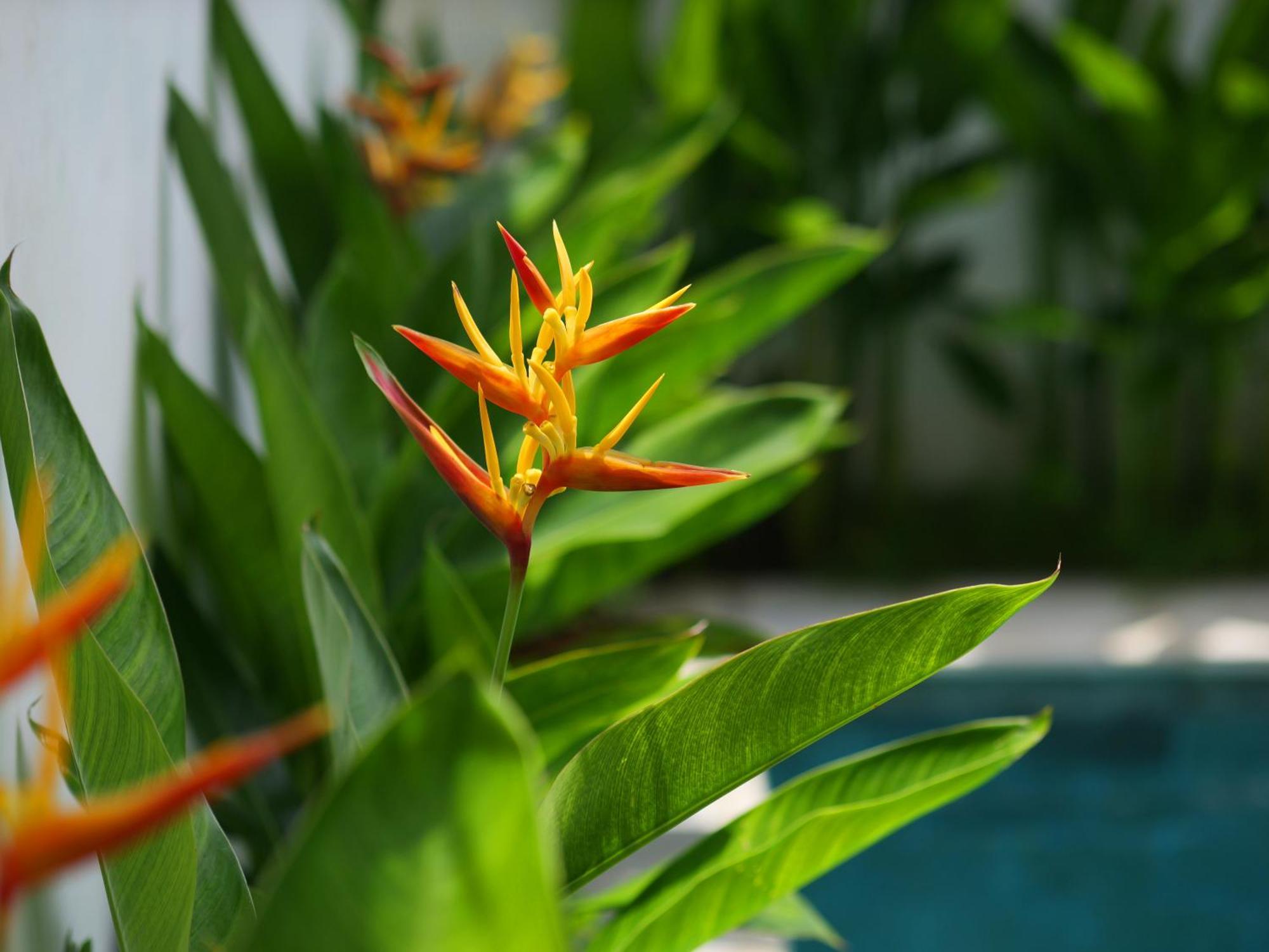 Ken Ken Guest House Seminyak Eksteriør billede